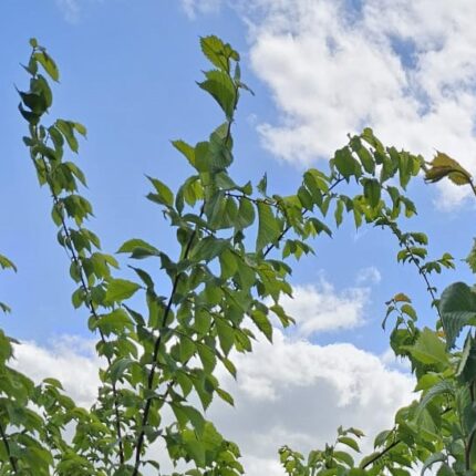 Wych Elm - Ulmus Glabra - Feathered & Standard Trees - (Containerised)