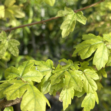 Acer Campestre Elegant - Ornamental Maple - Available from November 2026