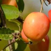 Malus John Downie - Ornamental Flowering Crab Apple - Available from November 2026