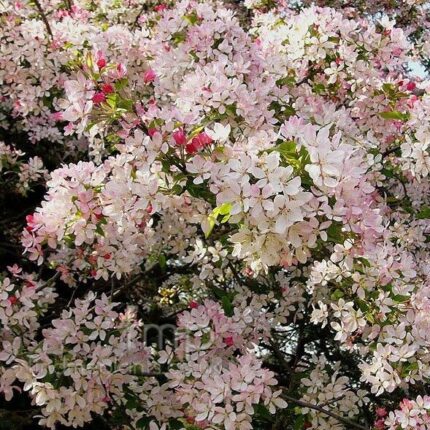 Malus Floribunda - Ornamental Flowering Crab Apple - Available from November 2026
