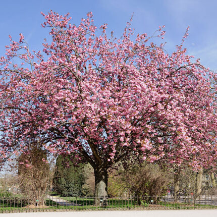 Prunus Pink Perfection - Ornamental Flowering Cherry - Available from November 2026