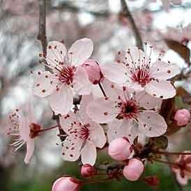 Prunus Pissardii - Ornamental Flowering Cherry - Available from November 2026