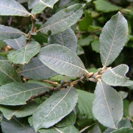 Salix Cinerea - Grey Willow - Available from November 2026
