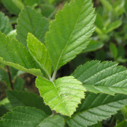 Sorbus Aria - Whitebeam (Feathered & Standard Trees) - Available from November 2026