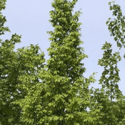 Carpinus Frans Fontaine (Columnar Hornbeam) Containerised