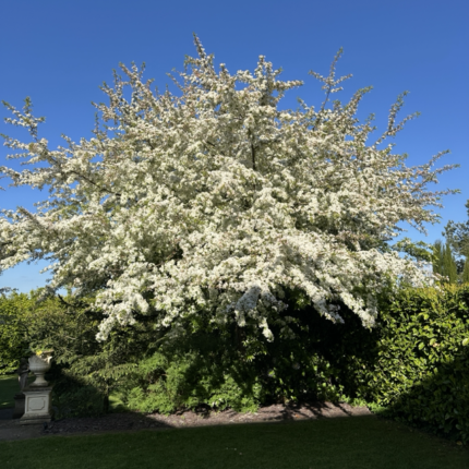 Malus Transitoria - Ornamental Flowering Crab Apple - Available from November 2026